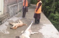 کبل ،تحصیل میونسپل کمیٹی پاگل اور اوارہ کتوں کو ٹھکانے لگا دیا