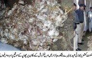 ضلعی انتظامیہ کی بڑی کاروائی ، مینگورہ شہر میں 300سے زائد مضر صحت مردہ مرغیاں برامد 
