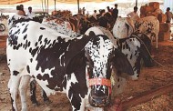 سوات میں کانگو وائرس، لائیو سٹاک نے مہم شروع کرنے کا فیصلہ کرلیا