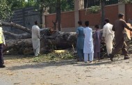 کنزرویٹیو محکمہ جنگلات سوات پہنچ گئے ۔ کٹنے والے درختوں کی انکوائری کرینگے ، زرائع