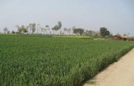 صوبائی کابینہ نے زرعی زمینوں کی حفاظت کیلئے ایکٹ منظورکرلیا