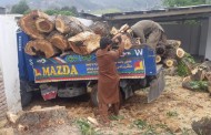اے ڈی سی سوات کے گھر کابوسیدہ درخت کاٹ دیاگیا