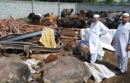 کانجو میں چھت گرنے سے 15 بھینسیں ہلاک ، لاکھو کا نقصان