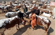 ضلع سوات میں کانگو وائرس کیخلاف مہم شروع، تمام ہسپتالوں کو ہدایات جاری