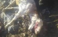 سوات، ایک اور برفانی چیتے کی امد ، بھیڑ بکریوں پر حملہ