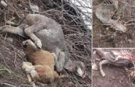 سوات، ڈیران پٹئی میں جنگلی چیتے کا بھیڑ بکریوں پر حملہ