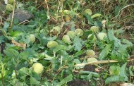 سوات میں ژالہ باری ، باغات مکمل تباہ