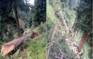 سوات، میاندم میں جنگل کو کاٹنے کا سلسلہ شروع، محکمہ جنگلات خاموش