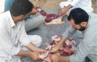 سوات، تھری کے تنظیم کا غریبوں میں گوشت تقسیم