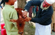 مٹلتان ایریا میں سینکڑوں جانوروں کو ویکسین لگائی گئی،ڈاکٹرسردارعلی