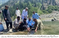 دریائے سوات میں تقریباً ایک لاکھ کے قریب براؤن ٹراؤٹ کے انڈے چھوڑے گئے