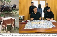 چارباغ پولیس کی کاروائی، مویشی چور گرفتار، سرقہ شدہ مویشیاں اور نقد رقم برآمد، ملزم گرفتار