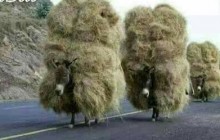 گدھے کیسے ایک قطار میں سیدھے چلتے ہیں ، عبرتناک واقعہ