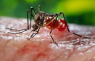 Dengue Disses , Govt Approve the Plan