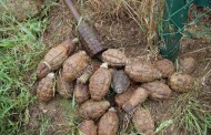 Hand grenades Recovered From land In Charbagh