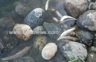 دریائے سوات میں پراسرار بیماری، بڑی تعداد میں مچھلیاں ہلاک, مچھیرے پریشان