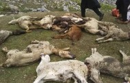 نامعلوم شرپسندوں نے مانکیال میں درجنوں بھیڑ بکریاں ذبح کردی ، ملزمان فرار