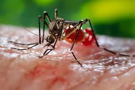 Dengue Disses , Govt Approve the Plan