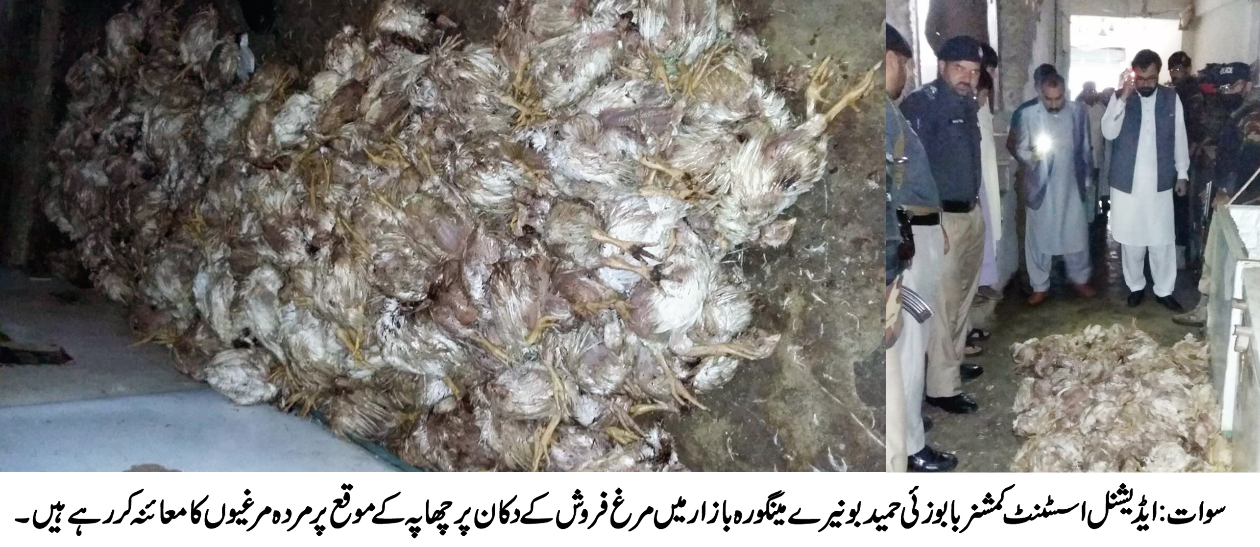 ضلعی انتظامیہ کی بڑی کاروائی ، مینگورہ شہر میں 300سے زائد مضر صحت مردہ مرغیاں برامد 