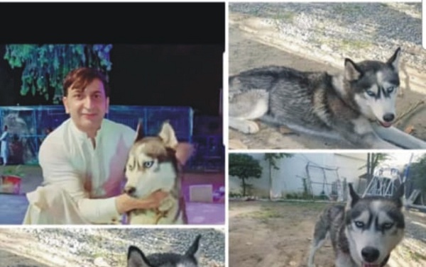 فضاگٹ میں قیمتی پالتو کتے چوری، معاملہ پولیس سٹیشن پہنچ گیا