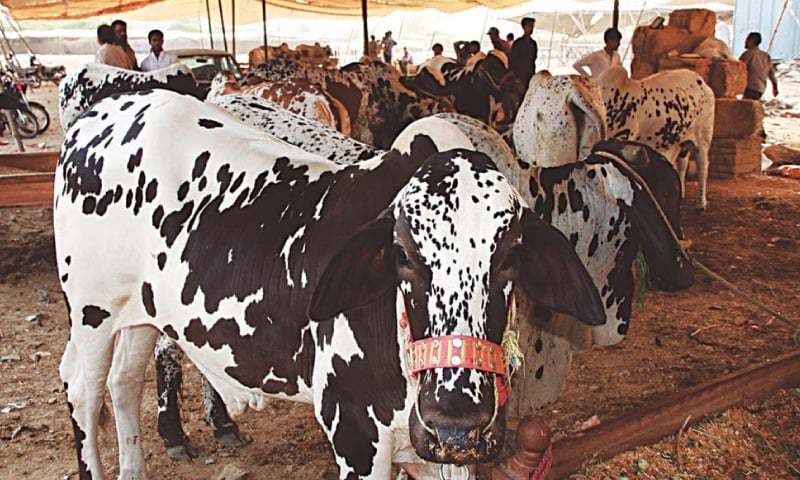 سوات میں کانگو وائرس، لائیو سٹاک نے مہم شروع کرنے کا فیصلہ کرلیا