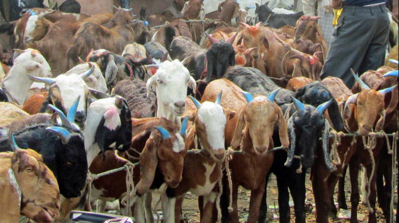 سوات میں محلے محلے میلے لگ گئے ، گاہک زیادہ جانوربھی زیادہ پھر خریدار کم ، اخر کیوں؟