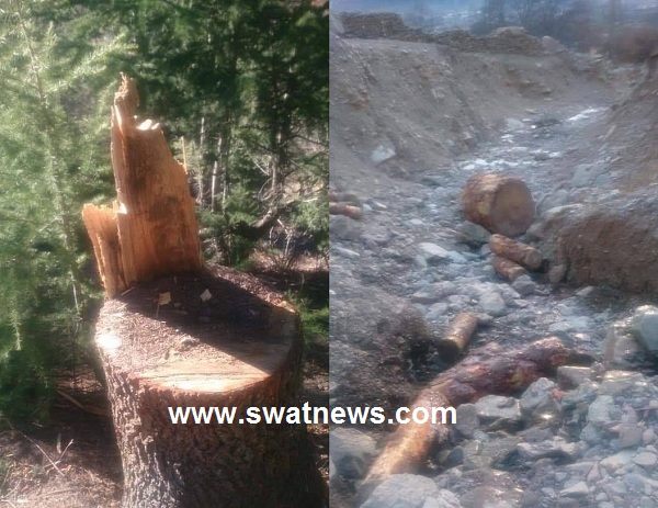 محکمہ فارسٹ پٹرول سکواڈ کی شریف شہری کی گھر پر چڑھائی، چادر، چاردیواری کاتقدس پائمال