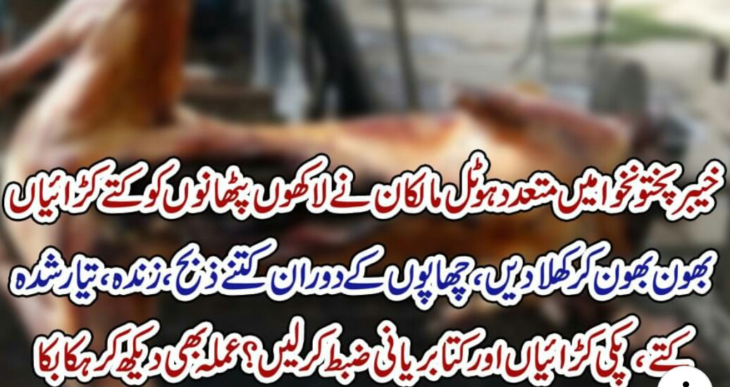 پشاور کے ہوٹلوں میں بھی پنجاب کی طرح کتوں کاگوشت کھلایا جانے لگا۔ انکشاف