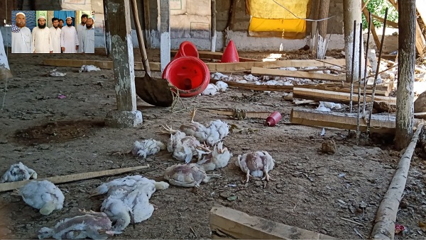 مٹہ کے گاوں نوخارہ میں پولٹری فارم کی چھت نامعلوم افراد نے گرادیا،26 سو مرغیاں ہلاک