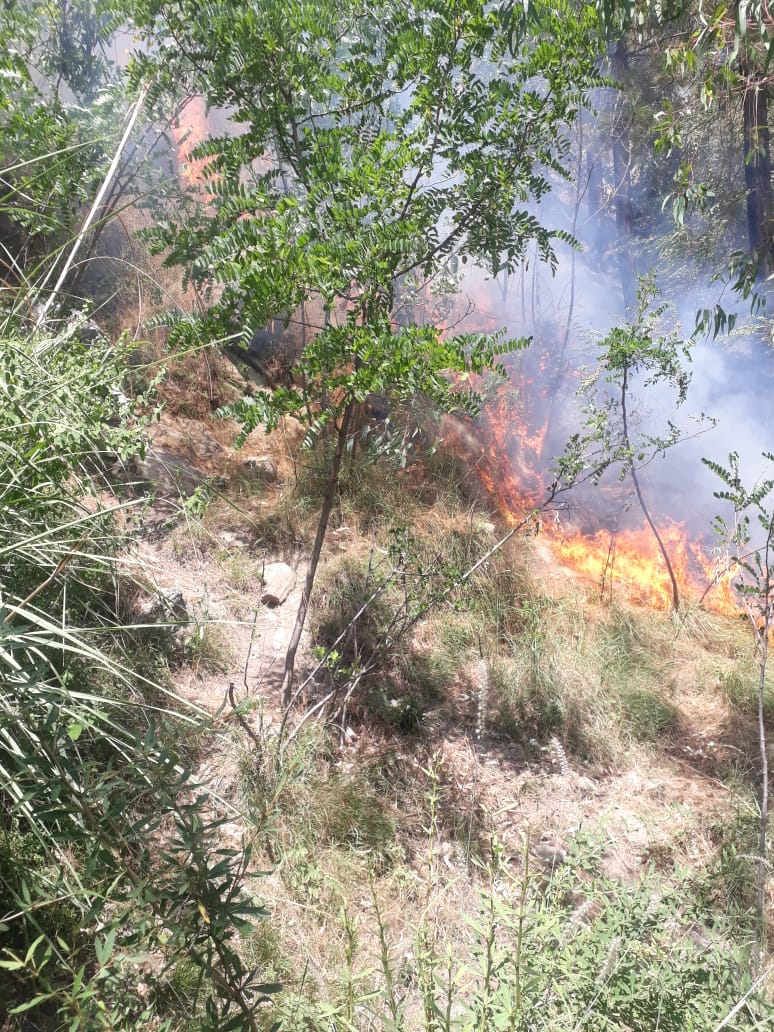بلین ٹری سونامی ناکام ، ایک اور جنگل میں نومولود پودے جل گئے ، ایک ماہ میں دس واقعات رپورٹ