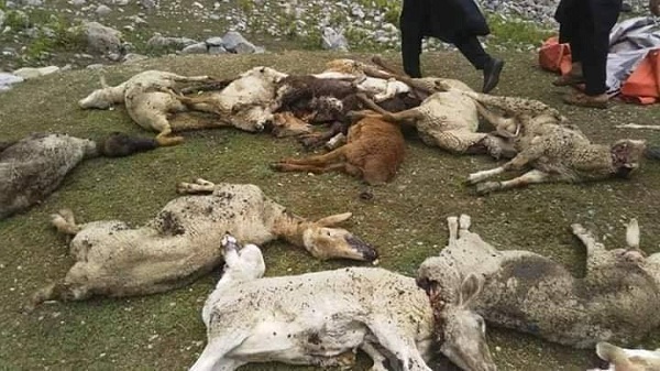 نامعلوم شرپسندوں نے مانکیال میں درجنوں بھیڑ بکریاں ذبح کردی ، ملزمان فرار