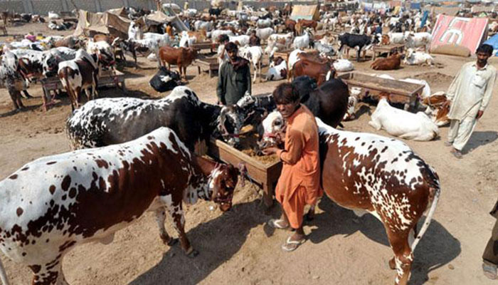 ضلع سوات میں کانگو وائرس کیخلاف مہم شروع، تمام ہسپتالوں کو ہدایات جاری