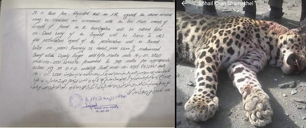 سوات،برفبانی چیتے کو مارنے والے چار افراد کیخلاف ایف ائی ار درج