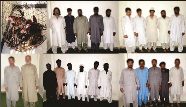 سوات، مرغیاں لڑانے والوں کیخلاف چھاپے، متعدد گرفتار، رقم برامد