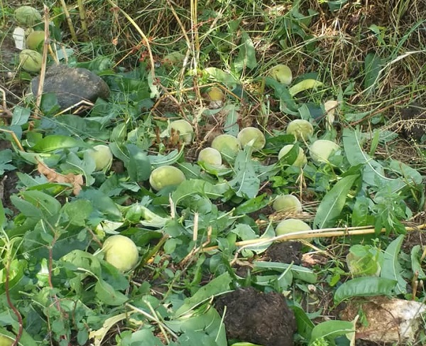 سوات میں ژالہ باری ، باغات مکمل تباہ