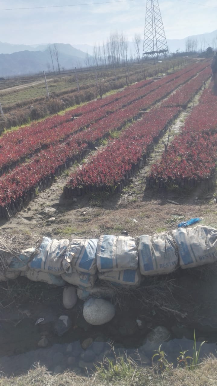 شجرکاری مہم، لاکھوں پودے لگانے کا منصوبہ تیار