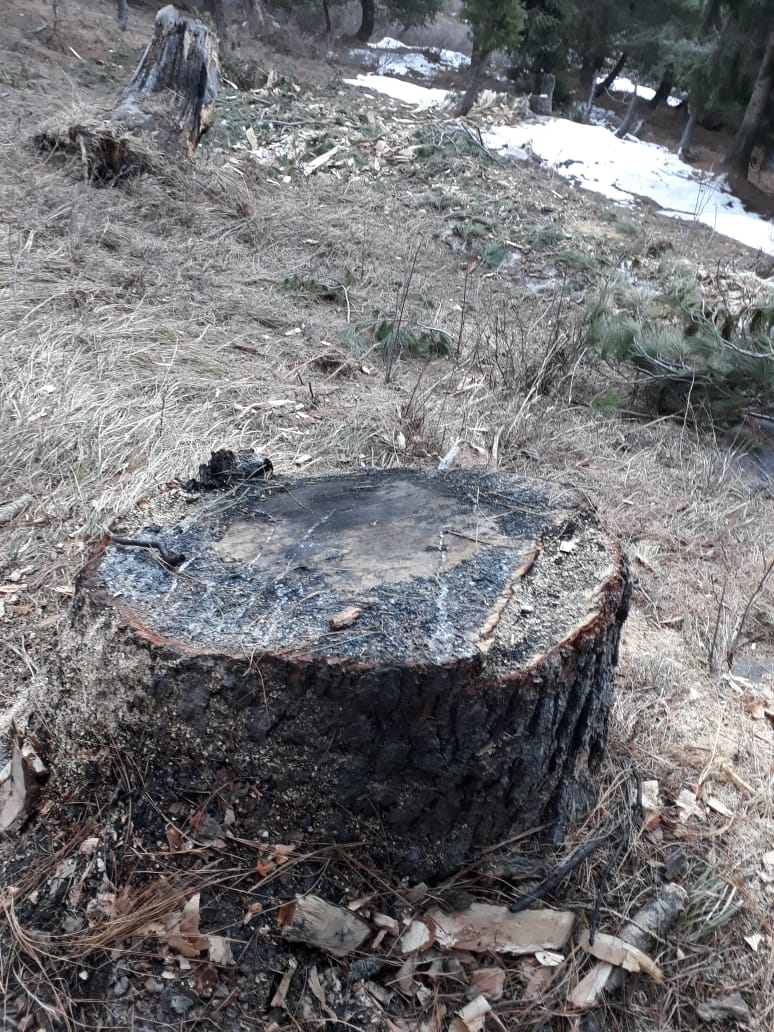 سوات، محکمہ فارسٹ ناکام، مالم جبہ کے جنگلات بےدردی سے کٹنے لگے