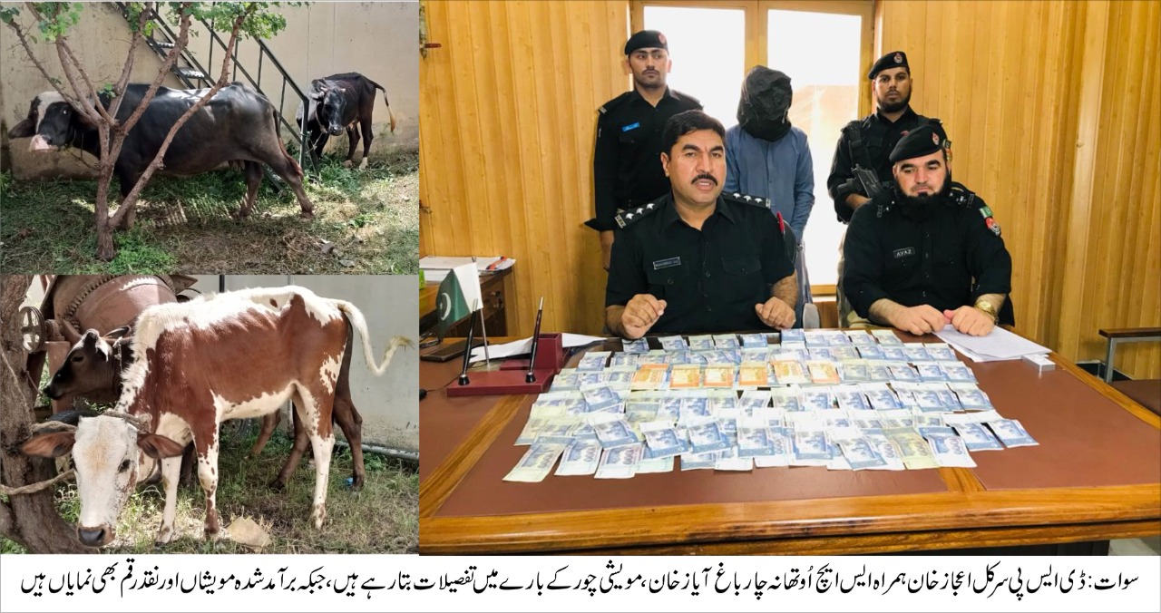 چارباغ پولیس کی کاروائی، مویشی چور گرفتار، سرقہ شدہ مویشیاں اور نقد رقم برآمد، ملزم گرفتار