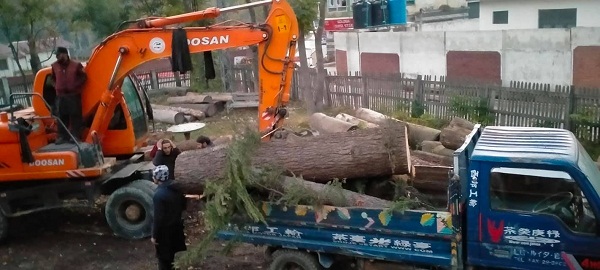 کالام، رات کی تاریکی میں دیار کے قیمتی درختوں کو کاٹاگیا
