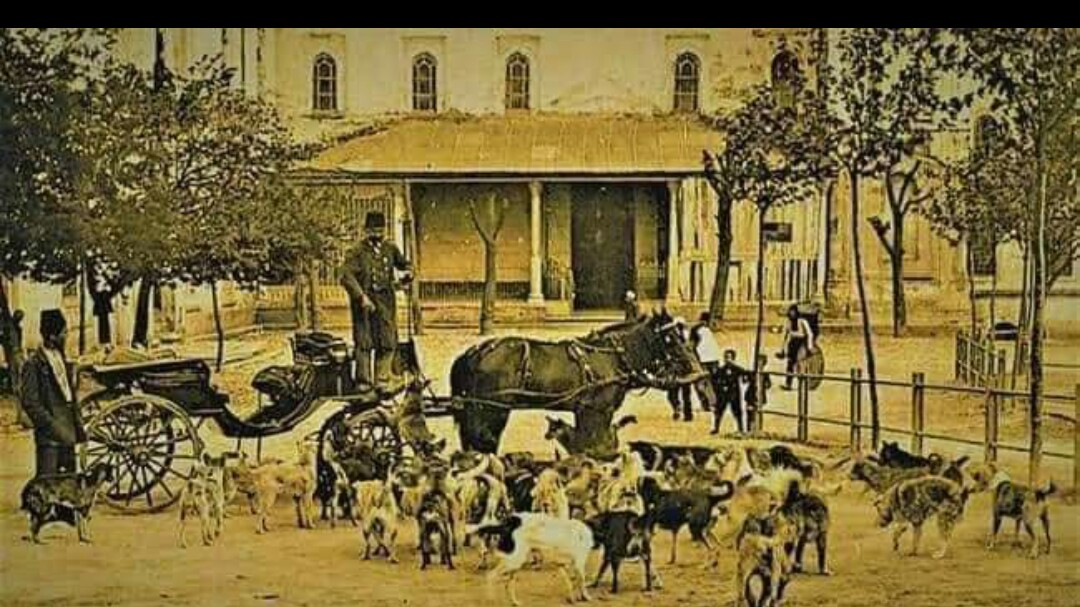 دنیا میں سے سب سے پہلا جانوروں کا ہسپتال