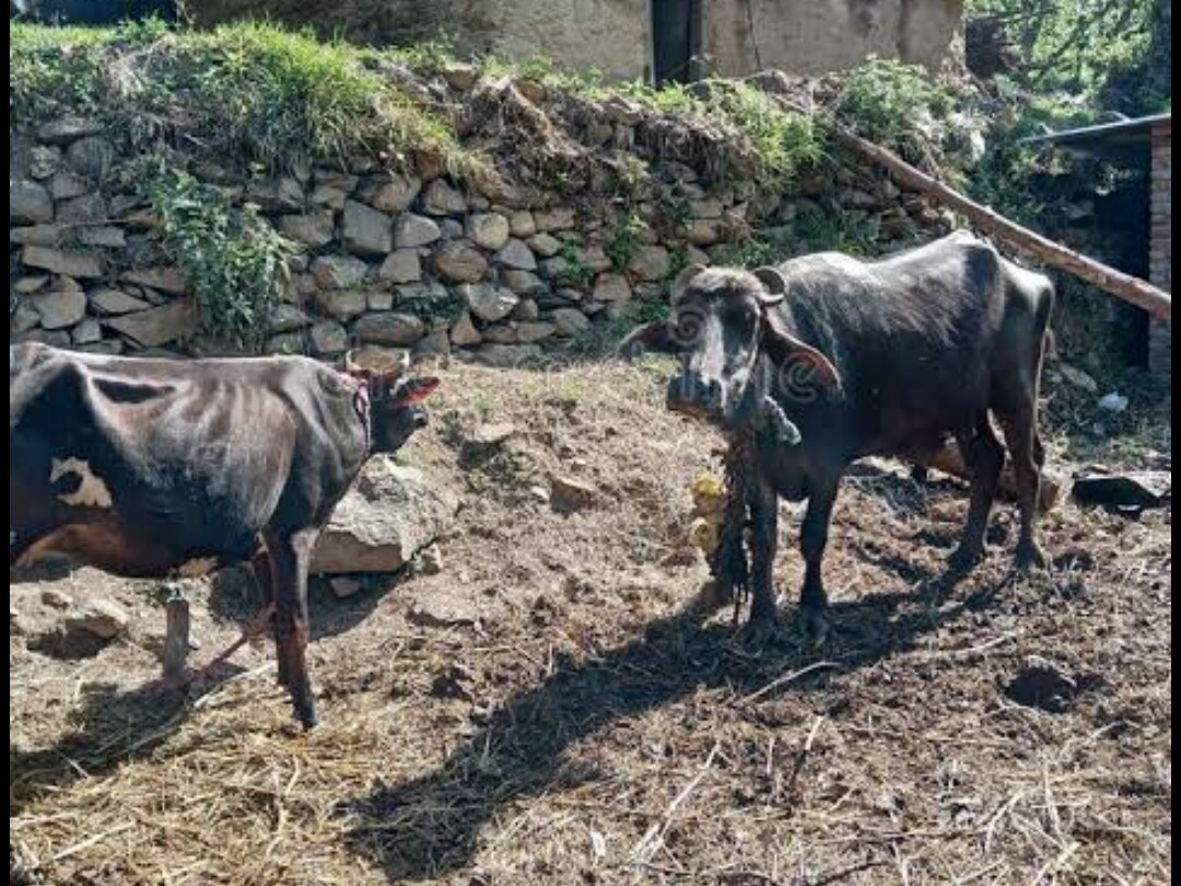 مالک نے دودھ نہ دینے پر اپنی ہی بھینس کے خلاف مقدمہ درج کروا دیا