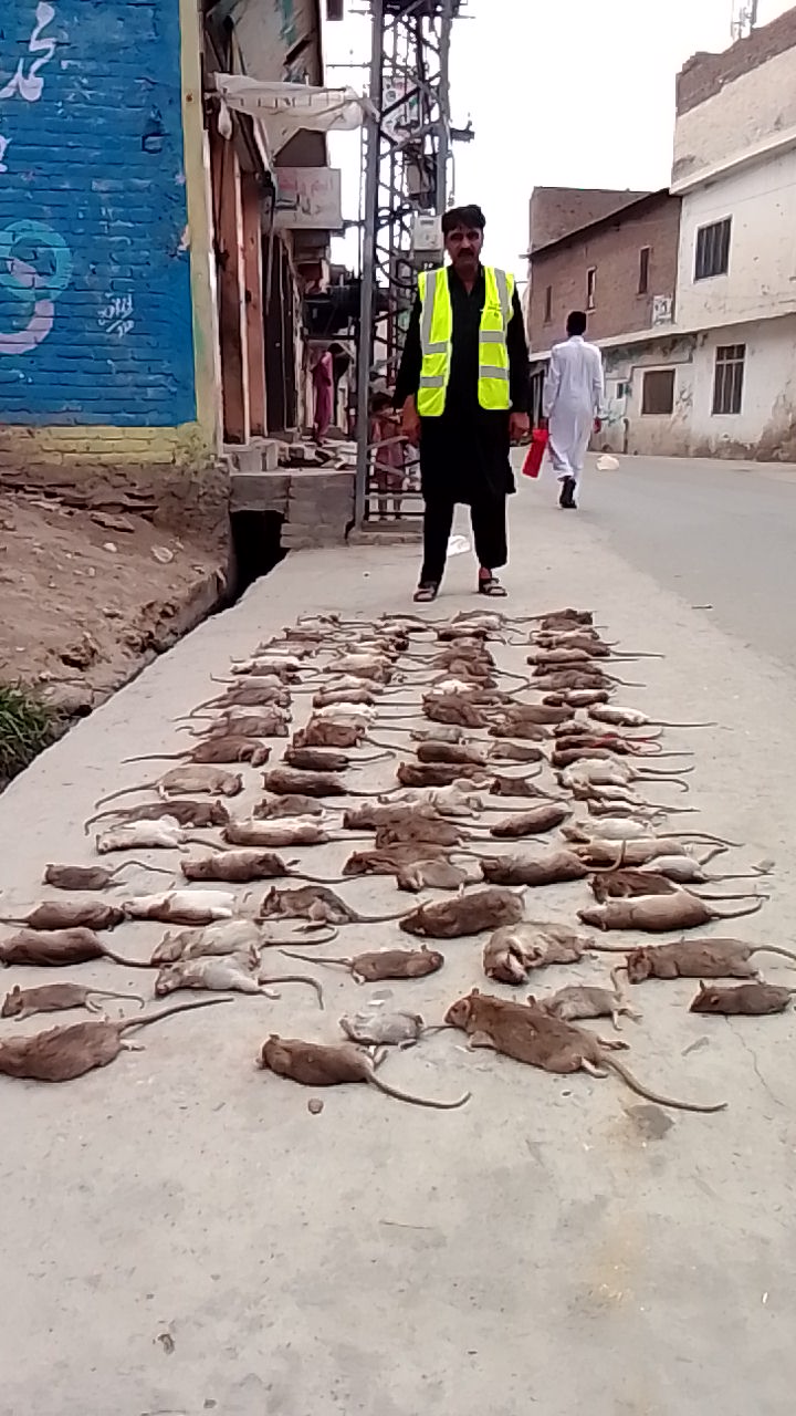 مینگورہ میں چوہا مار مہم جاری، عثمان اباد میں چوہوں کا صفایا